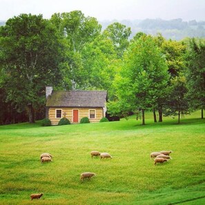 Sheep grazing