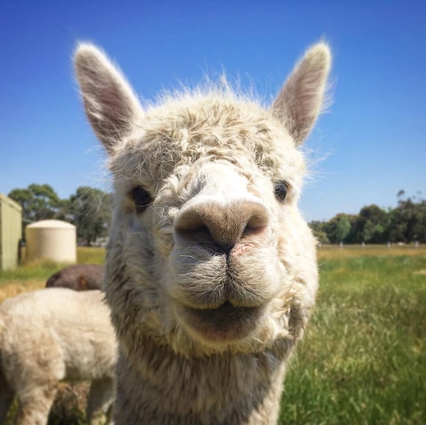 This is Chance, one of the alpacas you'll meet on our farm.