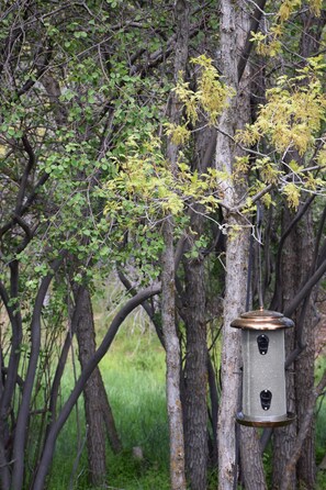 Enjoy watching the wild life, birds and nature.  
