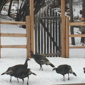 Wild Turkeys think they own the place.  