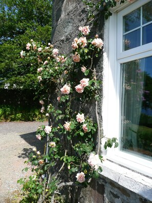 This rose has been here since before WW2!