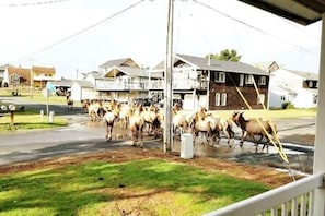 Local Elk Herd headed for the beach.