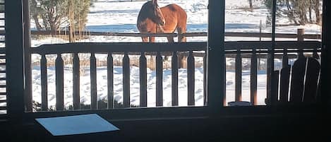 Welcome to Willow's Retreat! The back deck faces national forest w/wild horses! 