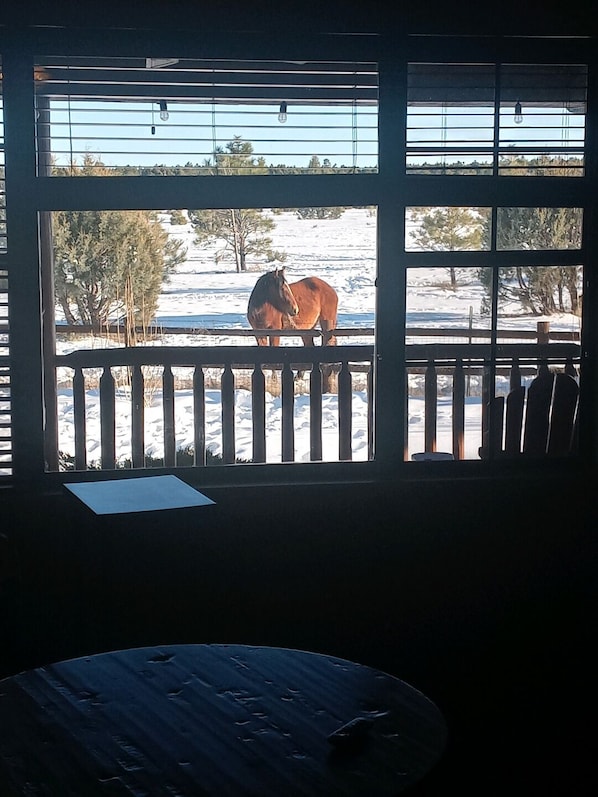 Welcome to Willow's Retreat! The back deck faces national forest w/wild horses! 