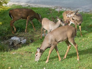 Deer visit a couple of times a day