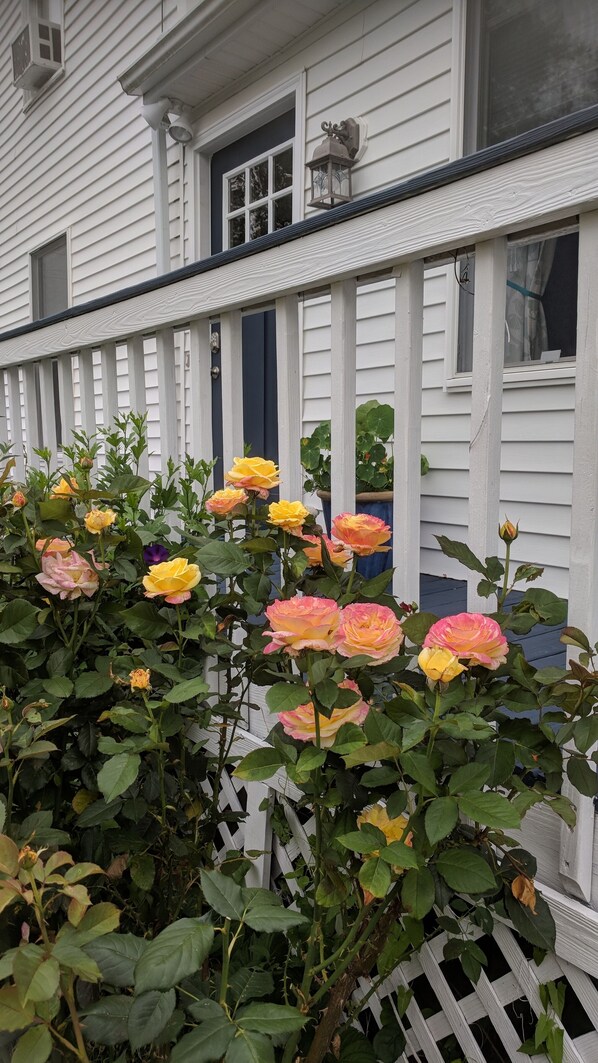 Roses