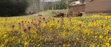 Super bloom on the property 