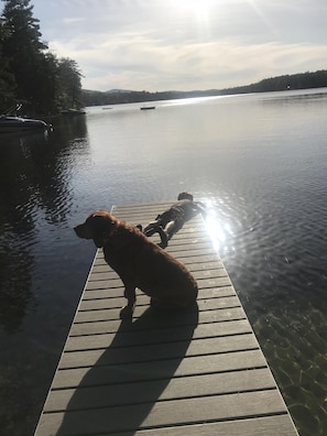 Husdjur tillåtna