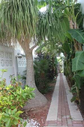 Walkway to pool area. Tropical banana, avocado, lime, bird of paradise plants! 