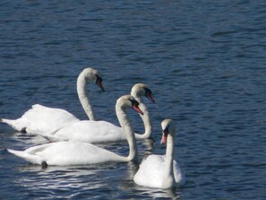 Enjoy watching Swans go by in front of you