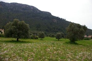 Olive groves and mountains at the back of Olideniz Heights