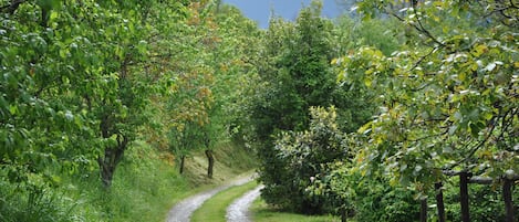 La strada che porta al Noce della Fonte