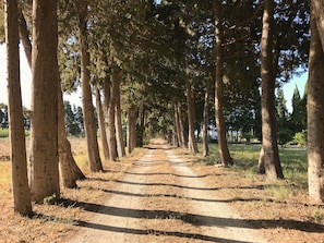 cypress path toward the villa