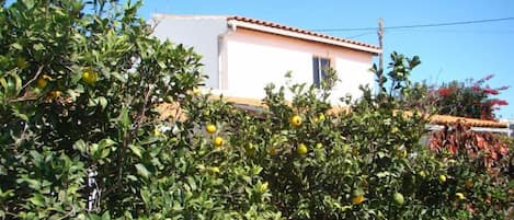 jardin