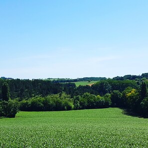View from garden