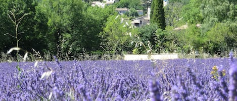 Le Poët Laval en Juin