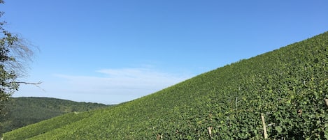 Weinlandschaft in Kasel