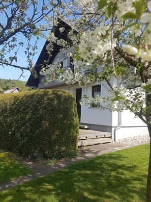 Kirschblüte im Frühjahr vorm Haus