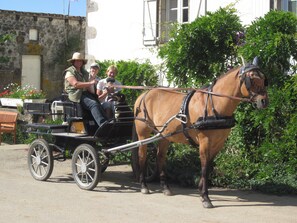 Ausfahrten mit dem Pferdewagen 