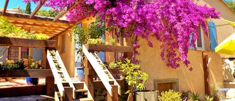 Bougainvillier sur la façade de la  maison