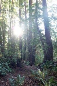 Newly built deluxe cabins, in a private redwood setting near the Smith River