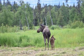 Mama moose with calf watching for the next guests to arrive.(provided by a guest