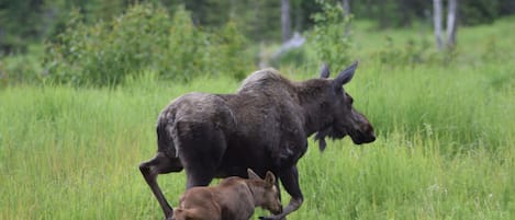 Mama moose and calf walking through the yard (provided by guest)