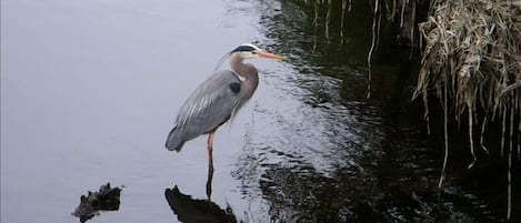 Blue Heron checking out his dinner - herring, cutthroat, coho salmon.