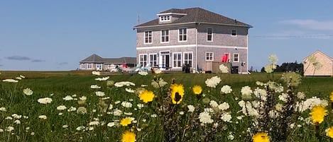 Stunning PEI wildflowers with view of our Beach House