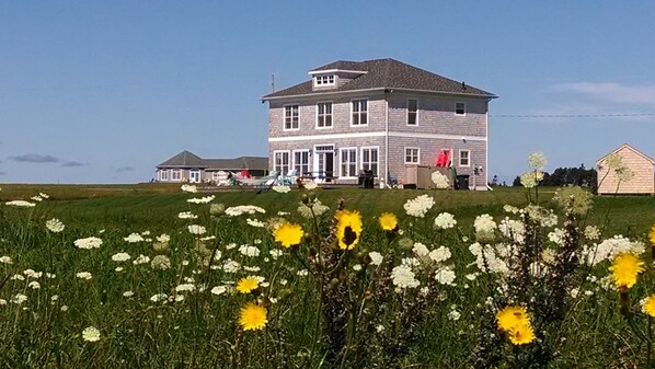 Stunning PEI wildflowers with view of our Beach House