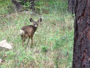 Oh look...a Fawn!