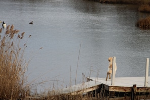 Dock to  watch the boats go by or launch your kayak or paddle board