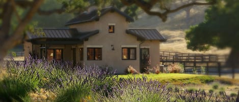 La Petite Maison nestled in the lavender field at the height of blooming season.