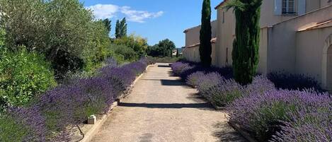 Lavender paths to many of the houses.
