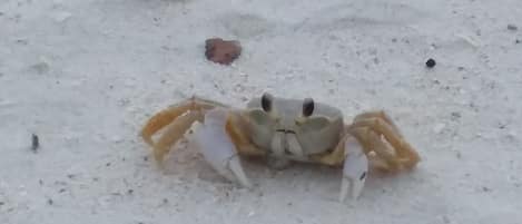 Sand Crab @ Delnor Wiggins State Park