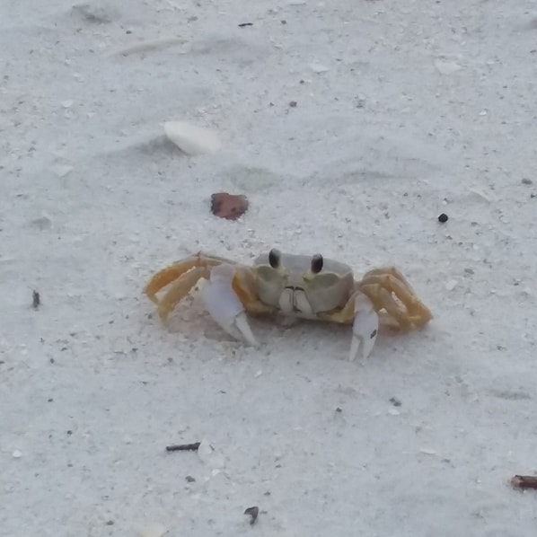 Sand Crab @ Delnor Wiggins State Park