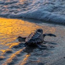 Turtle Season