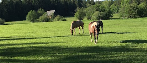 our horses grazing in meadow near the house with 100 yr old barn in background