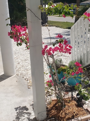 Bouganvillea blooms at the entrance to No rEgrets!