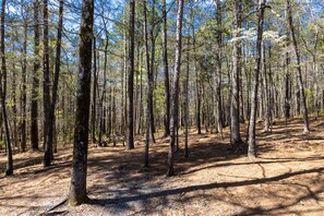 View of backyard - acres of woods to explore around the lake!