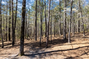 View of backyard - acres of woods to explore around the lake!