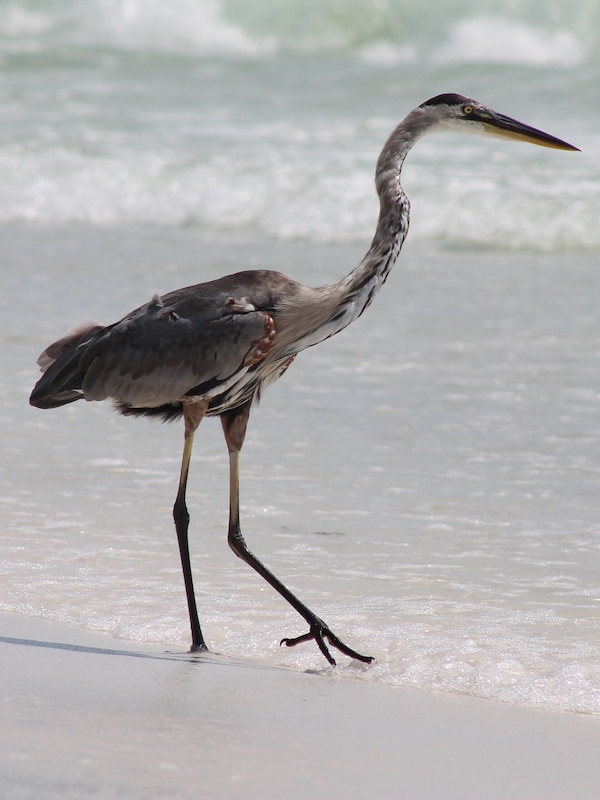 Great beach with powdery white sand and wildlife.