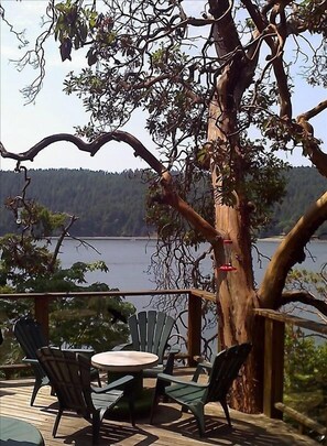 The great Arbutus tree on lower deck