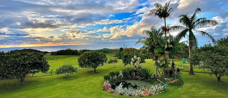 The front yard of Always In Season. View from the Aloha Cottage.