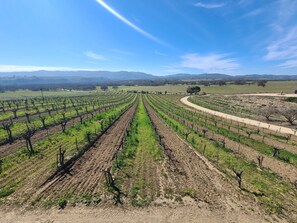 Spring in the Vineyard