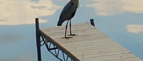 Great views...resident blue heron enjoying the dock!
