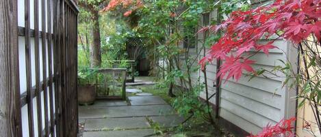 Beautiful Maple and Bamboo