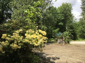 Clearing a space in the forest, among the rhodies!