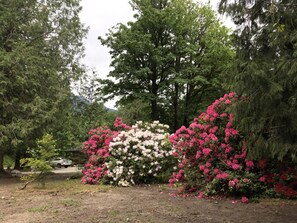 Rhody Season! (mid-April to mid-May)