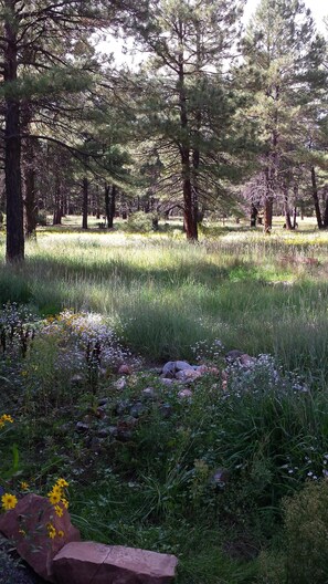 Looking out of the back door.